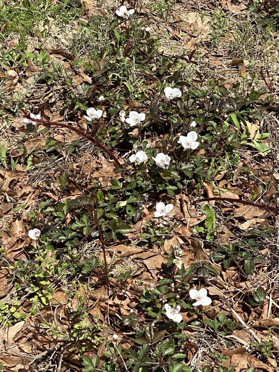 Before the blackberries 