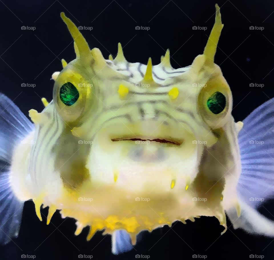 Close-up photo of a very cute pufferfish—taken in Hammond, Indiana 