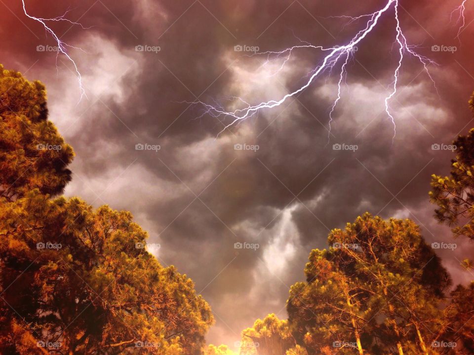 Stormy weather in golden light. Stormy and lightning in the forest at the golden hour.