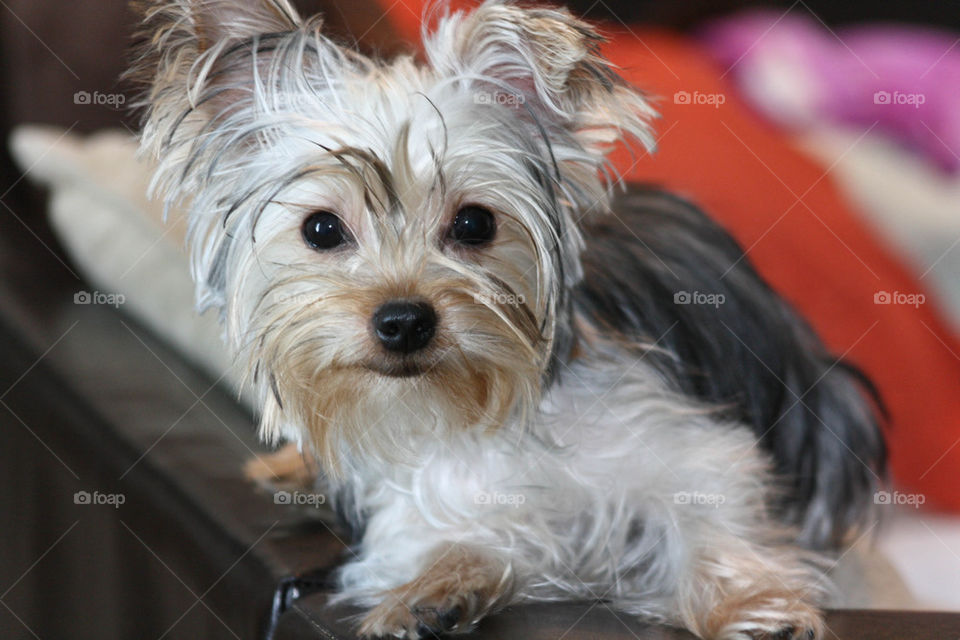 Yorkie Puppy