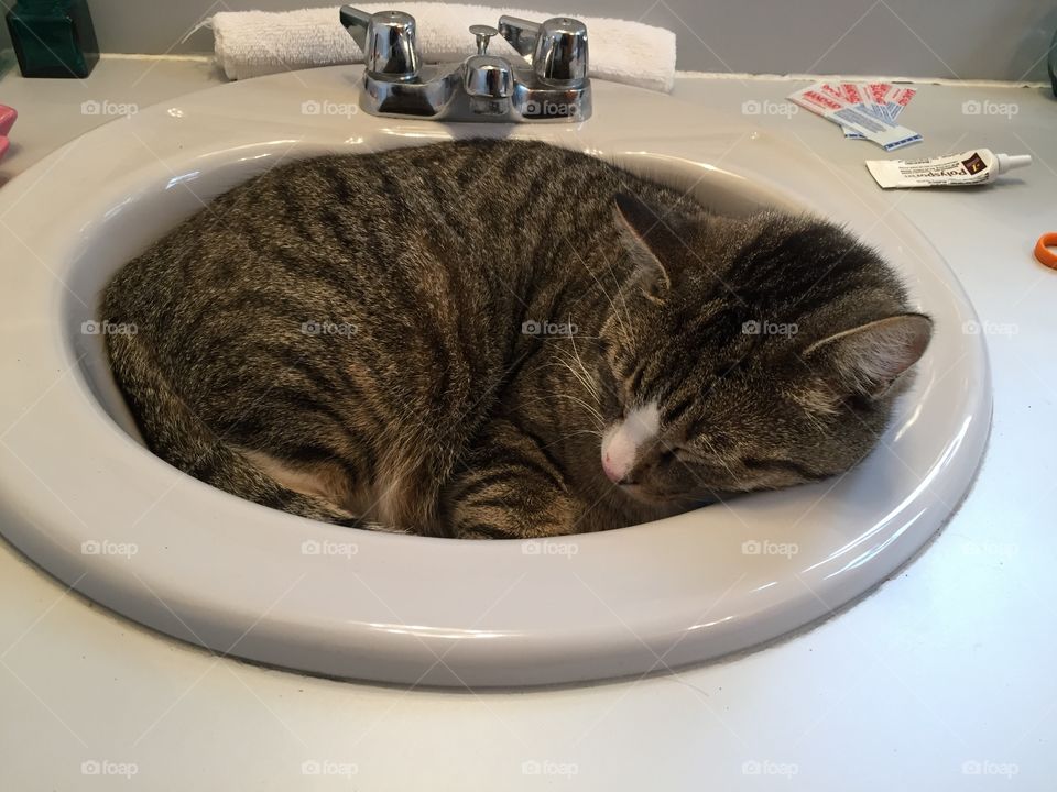 Wiley cat sleeping in the sink