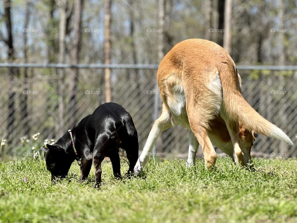 Mixed breed pet dogs sniffing intently in the grass on a sunny spring day. Finally a warm day to play!