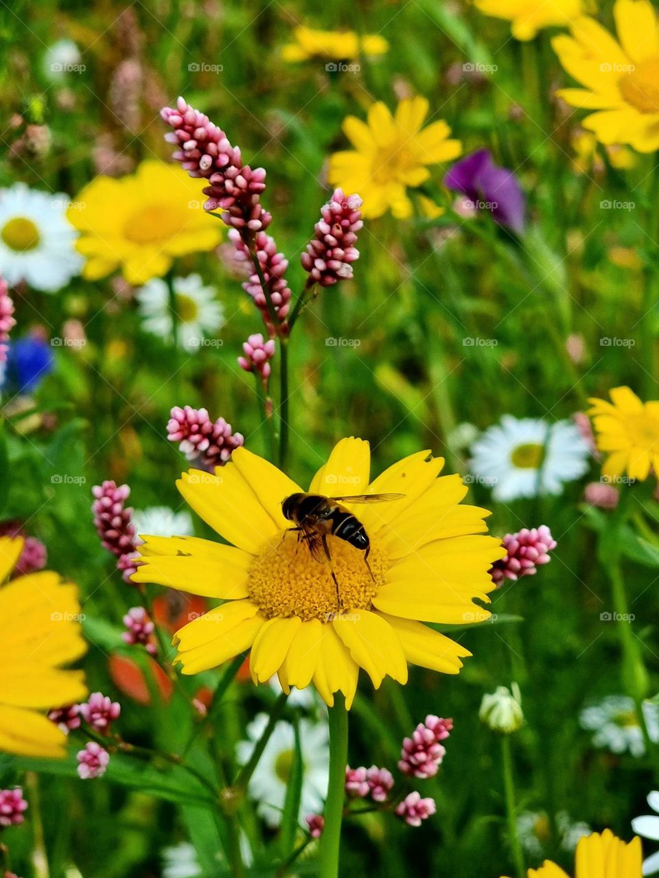 Flowers and Honeybee