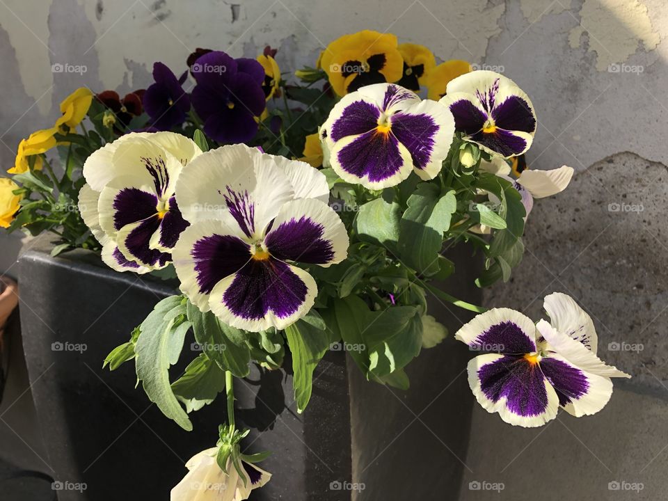 Pansy and wall