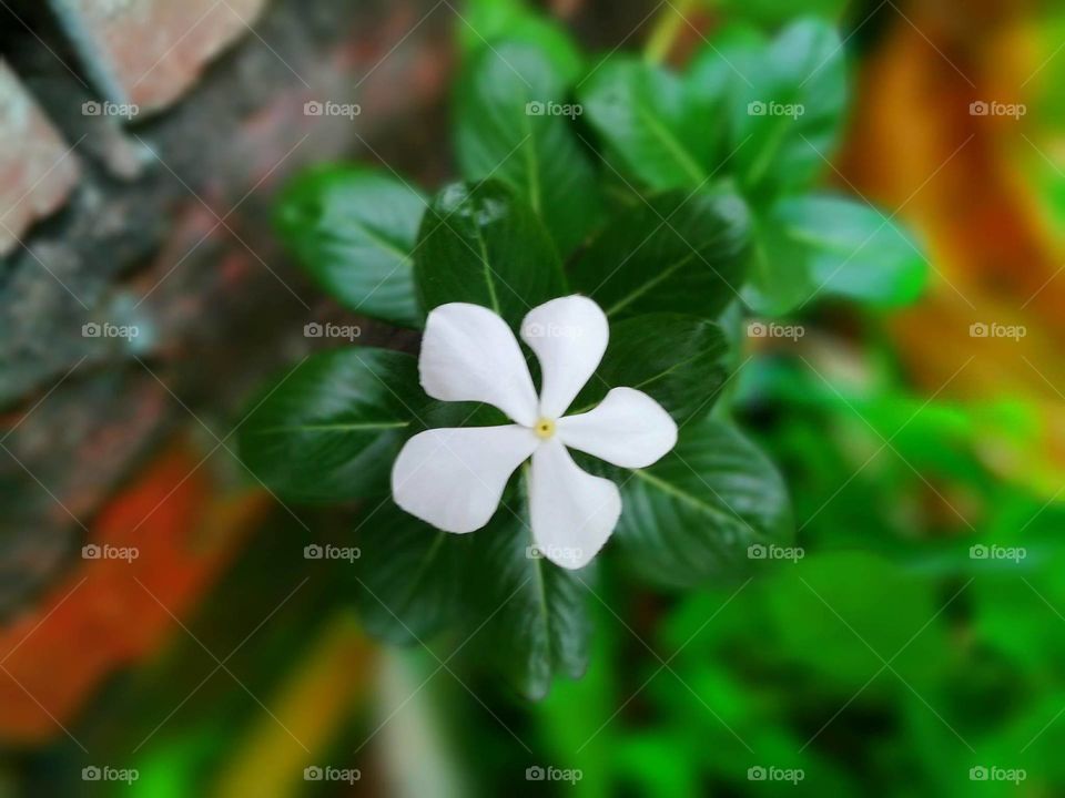 natural beauty flower