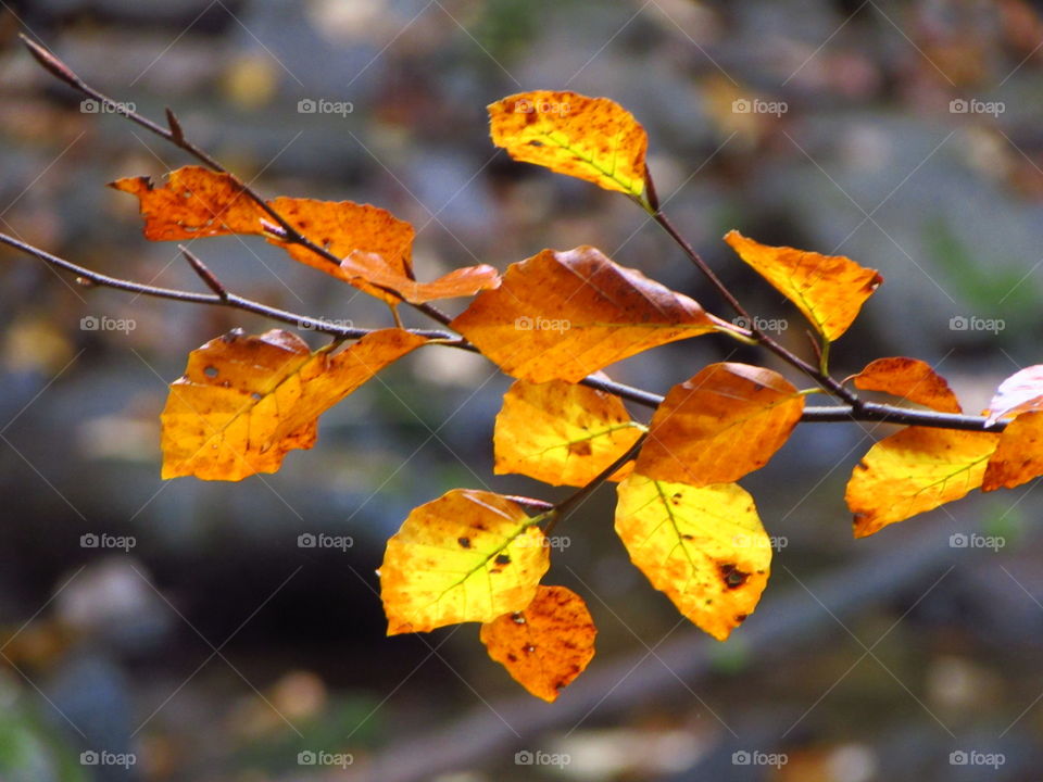 The gorgeous glow of autumn