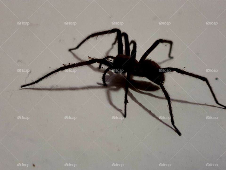 Black spider