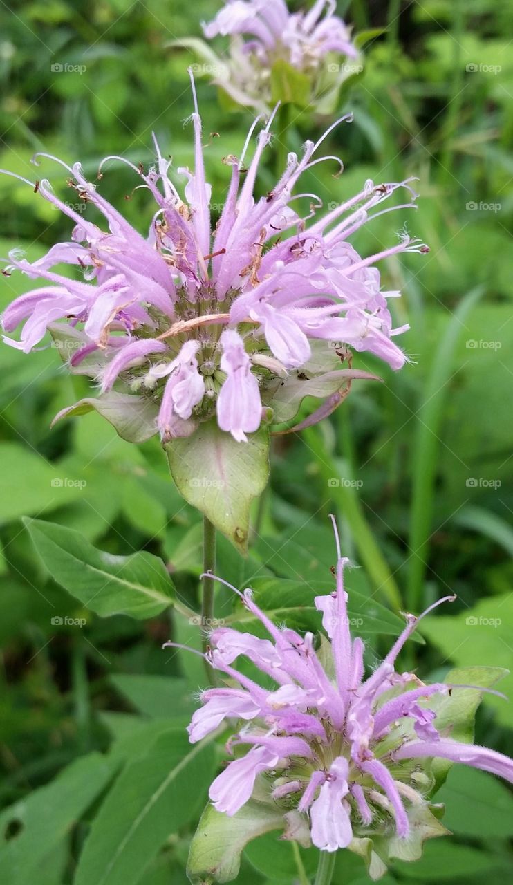 Wild Bee Balm