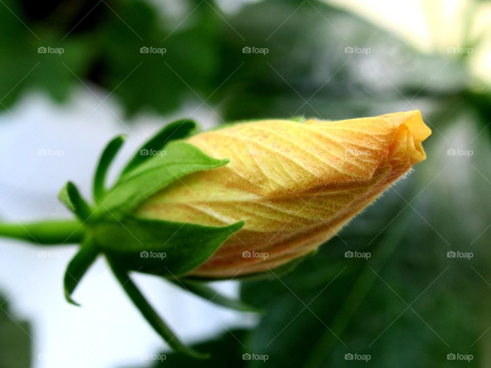 hibiscus bud