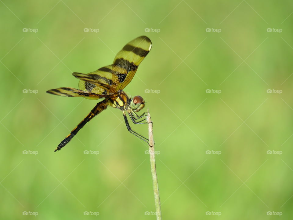 halloween pennant dragonfly