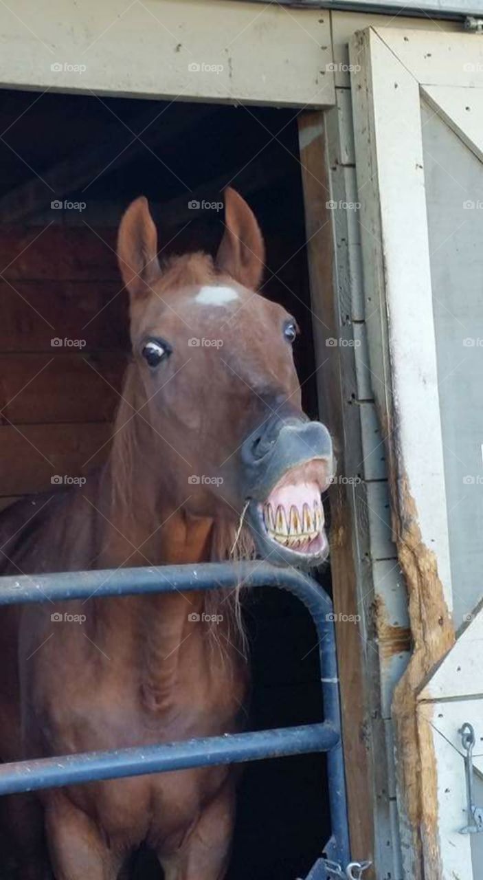 American Saddlebred Horse