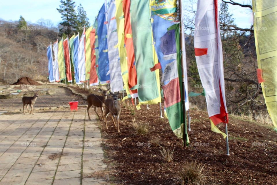 Tashi Choling Buddhist Center