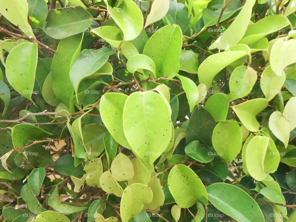 Close-up Tree Cropped