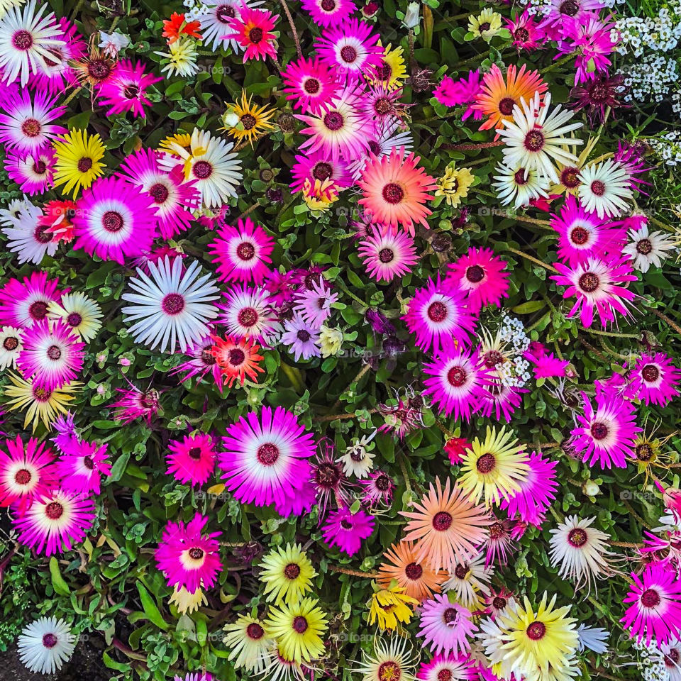 A bright, mixed colour bed of Livingston daisies in full bloom