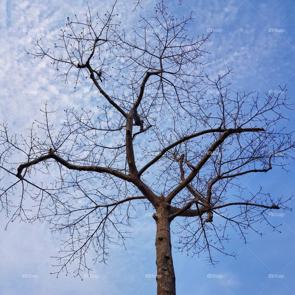 The leafless tree and blue sky