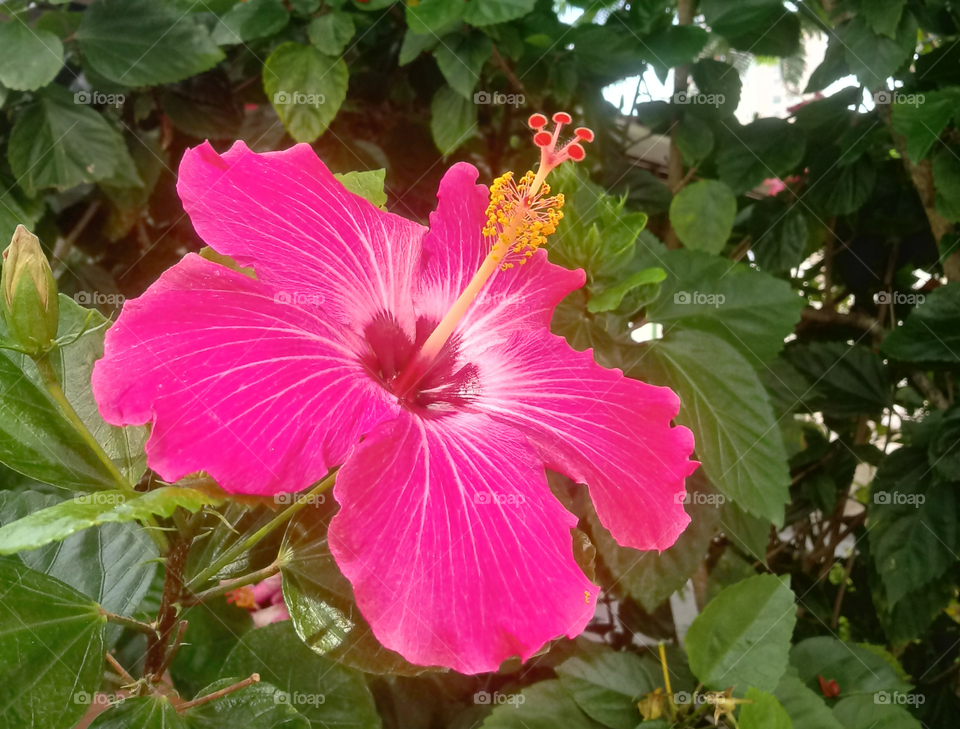 Hibisco Rosa-Sinensis