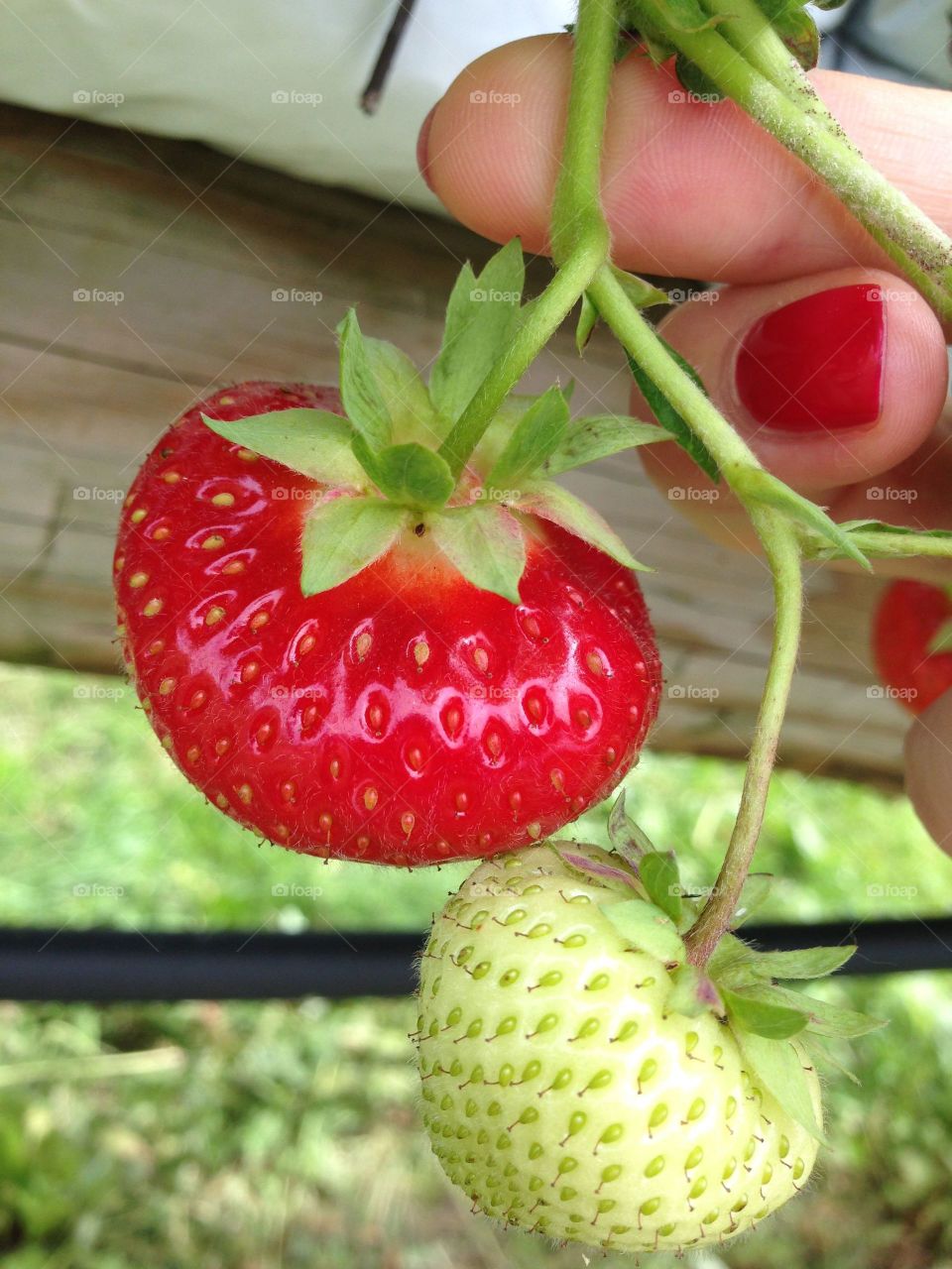 One red strawberry, one green strawberry