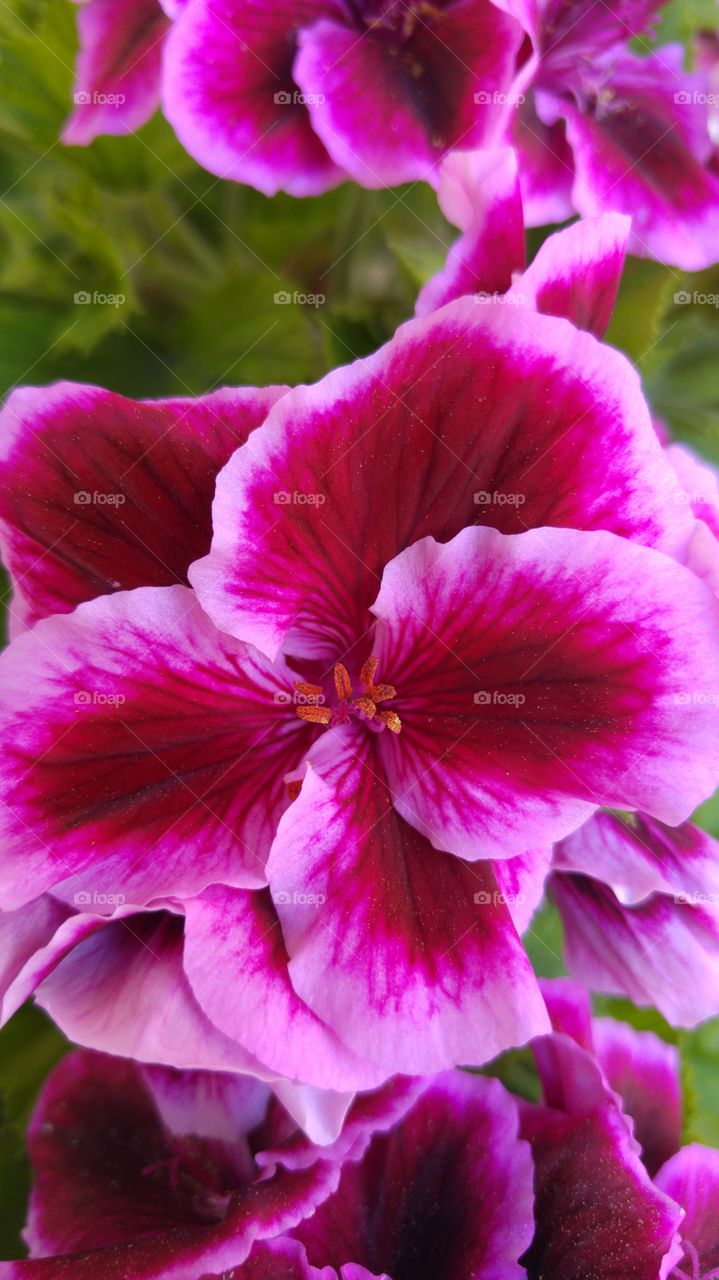 The great coloring that gives you a flower