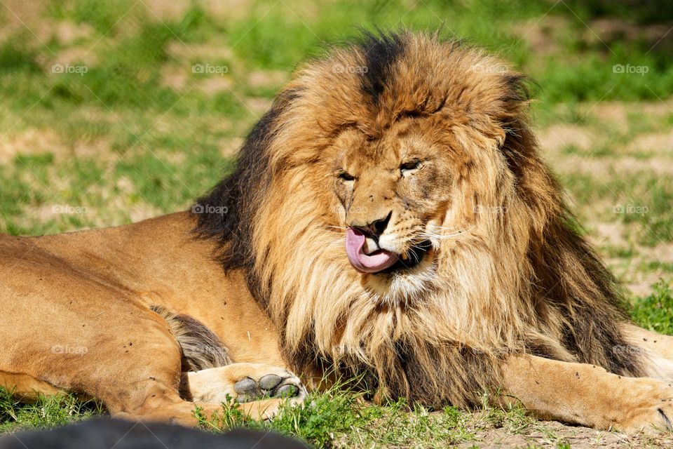 A gorgeous male lion does a little grooming