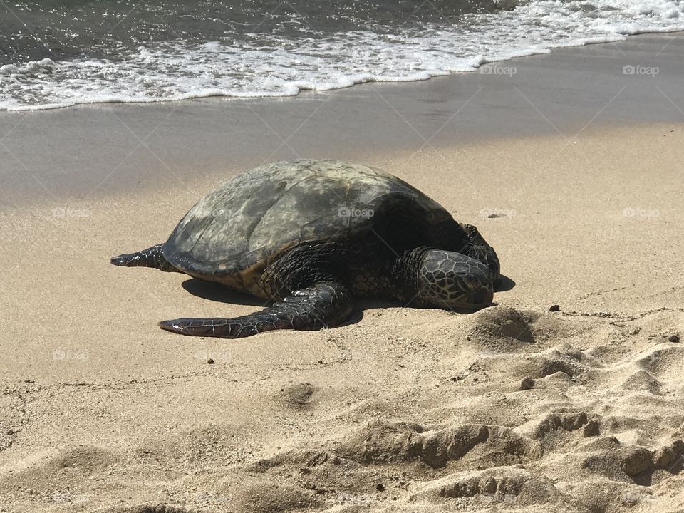 Sea turtle at Laniakea Beach, Oahu. 