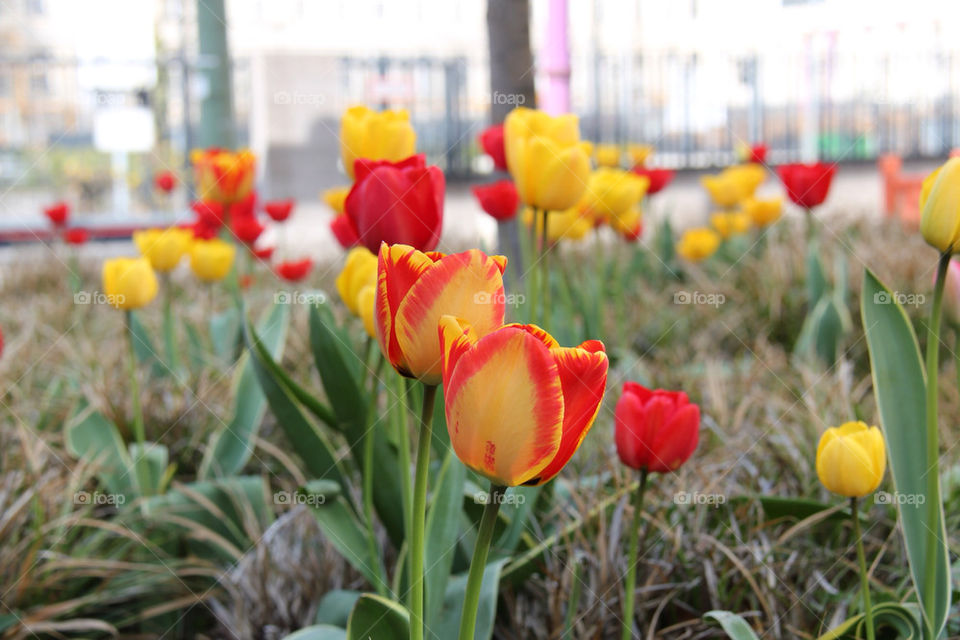 nature flower by idanos