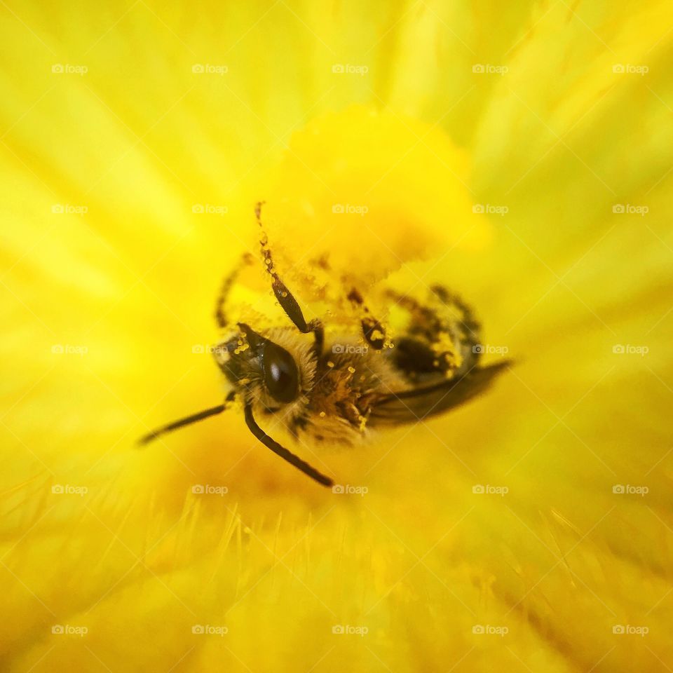 Bee collecting pollen from a zucchini flower