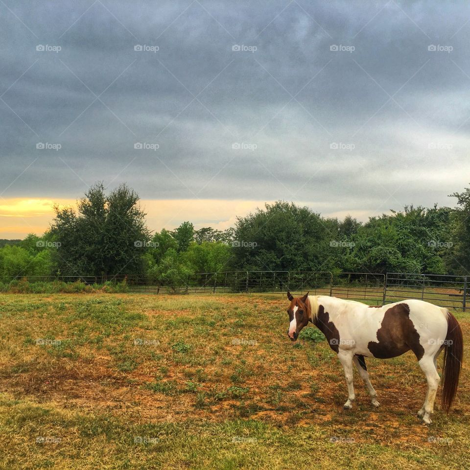 Brown and white paint horse in pasture after storm 