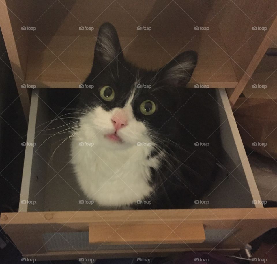Drawer full of cat