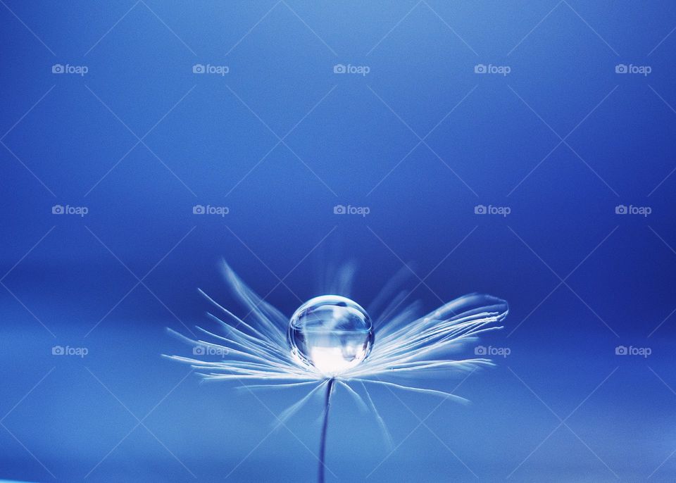 Beautiful drop on dandelion. Macro. Blue background.