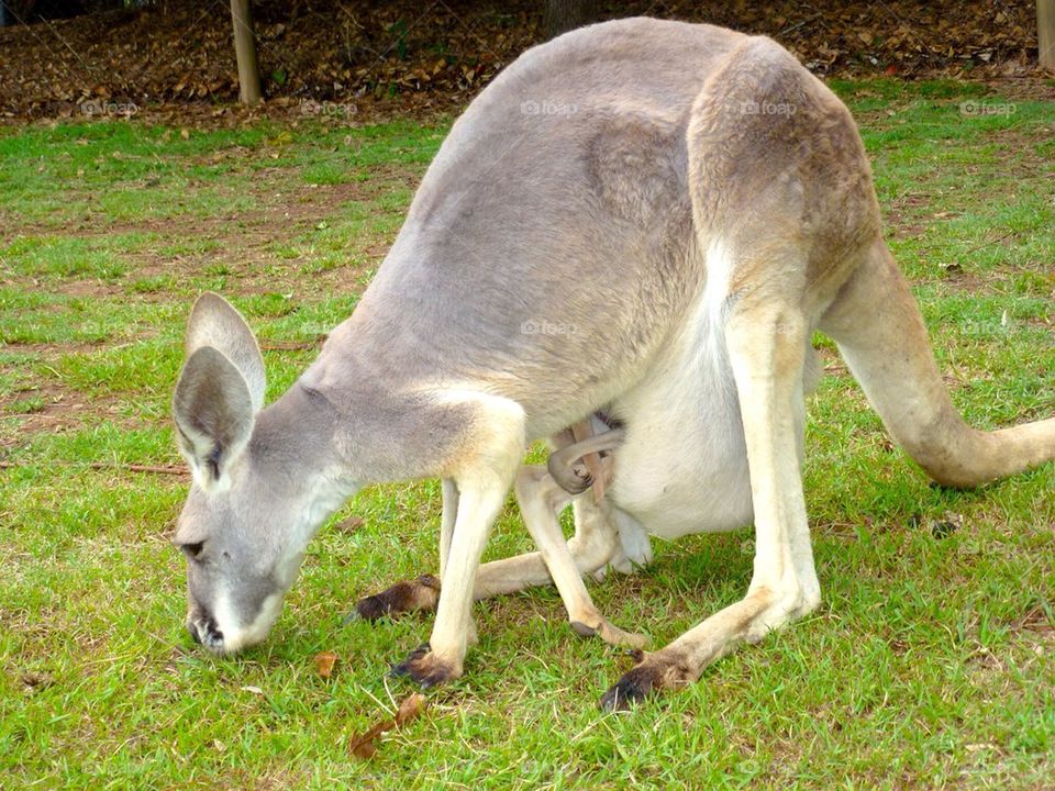 Kangaroo and Joey 