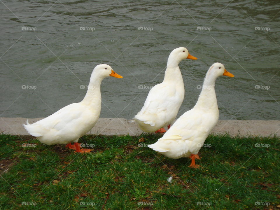 Three Clever Ducks