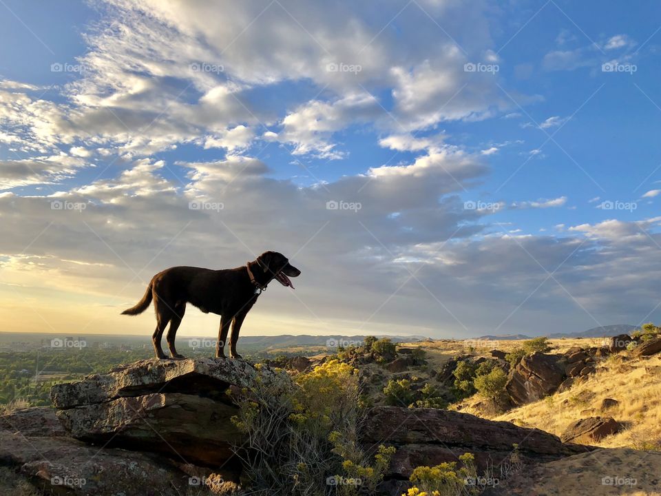 Chocolate Labrador Retriever poses for a photo atop a rock while hiking at sunset in the Boise foothills. 
