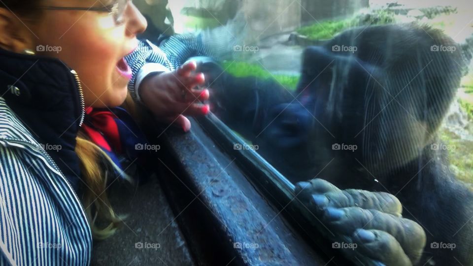 Human interacting with the gorilla