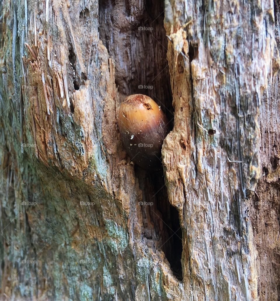 Acorn in Tree Crack