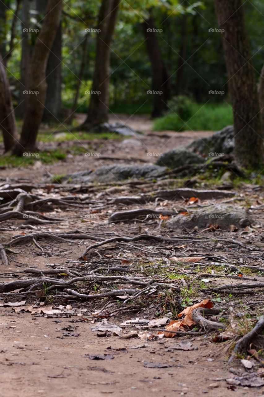 Hiking Trail