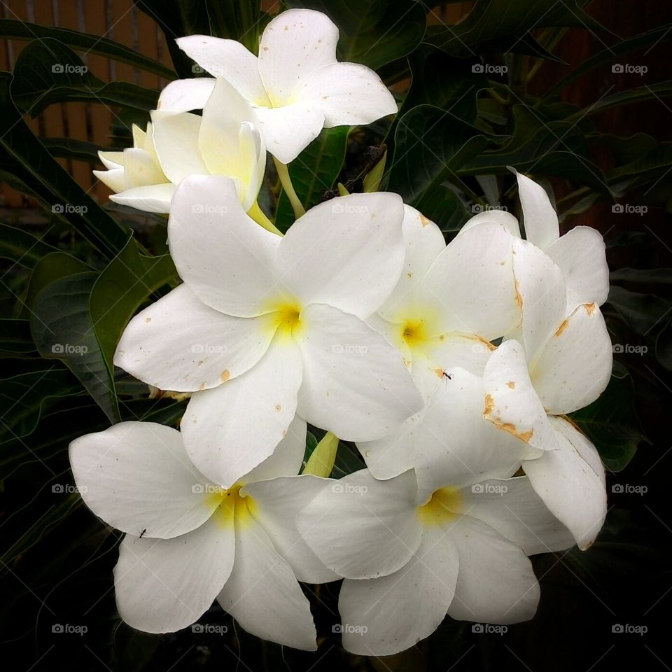 19 Gambar Bunga  Kamboja  Putih  Gambar Bunga  Indah