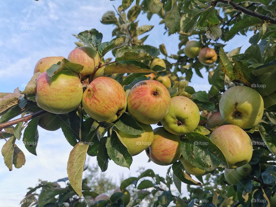 Apfelbaum im Spätsommer