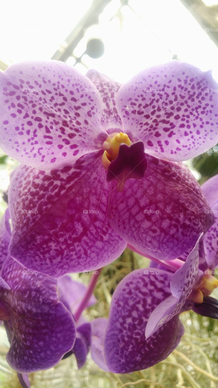 orchids purple power