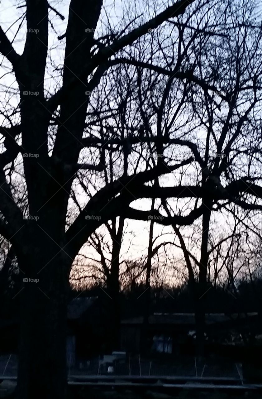 Sunset through the trees