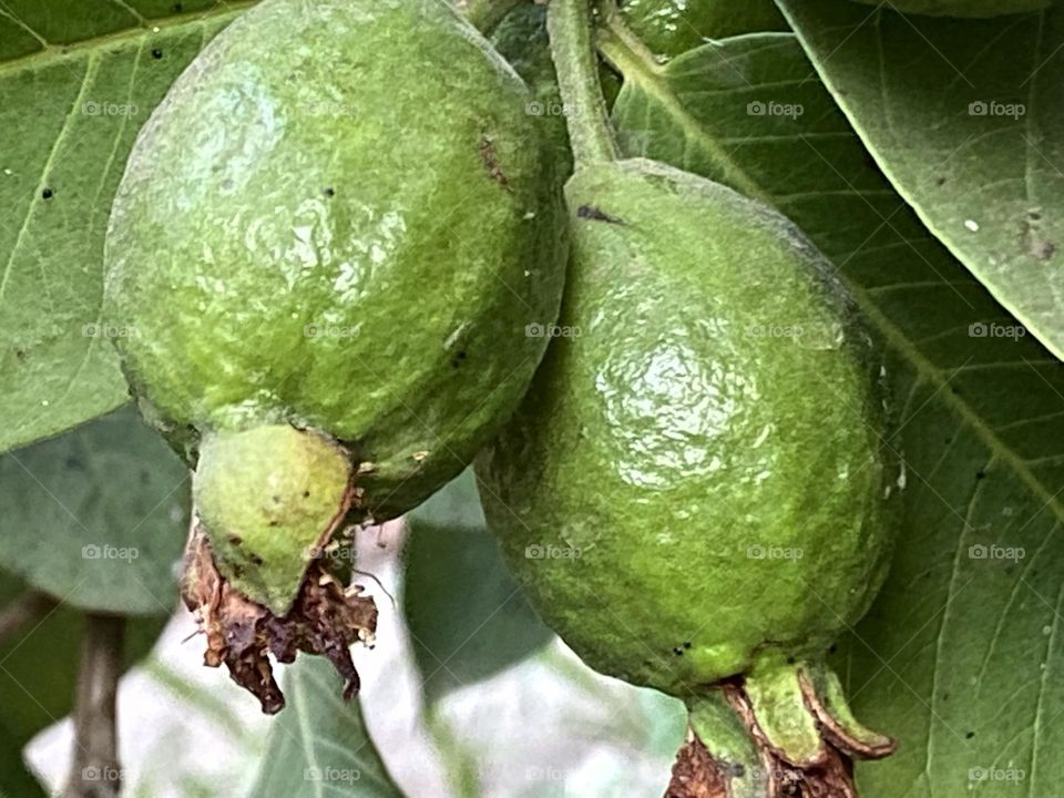 Guava fruit 