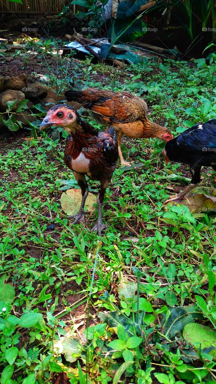 Pet chickens roam the plantation