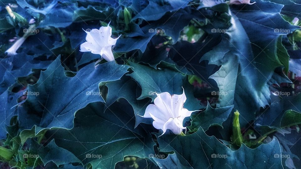 White or green ???😁😁😁