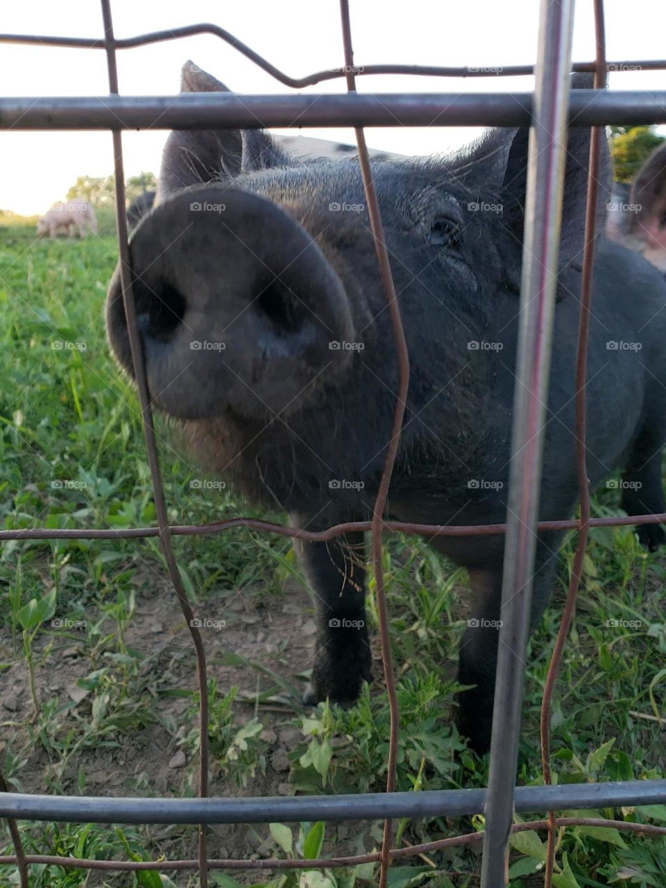 Pig saying hello. 
