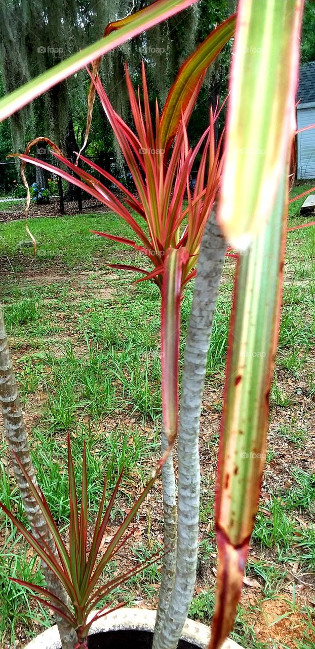 new growth for this palm
