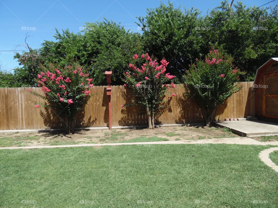 Craig Myrtle 🎄 tree. This is another picture of the same Craig Myrtle 🎄