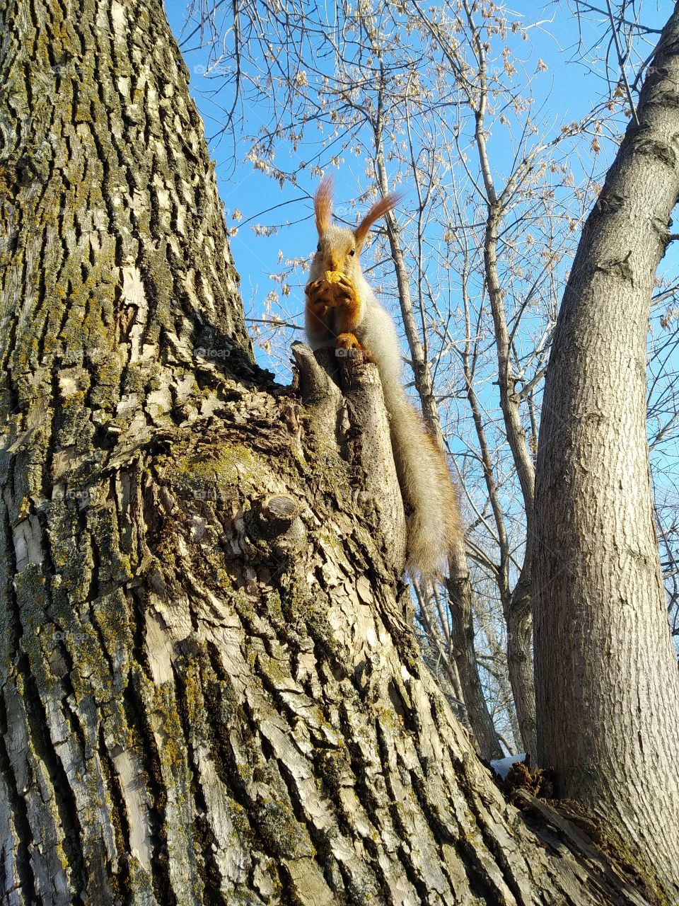 Squirrel