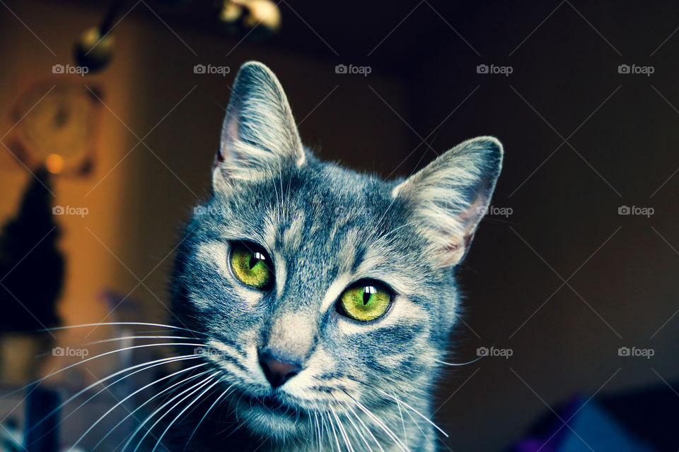 Portrait of a tabby cat