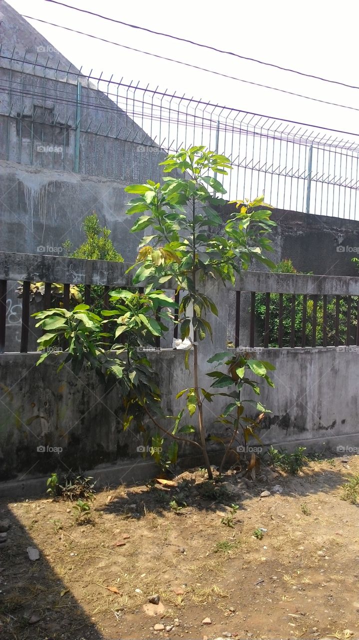 young mango tree. young mango tree at my boarding house