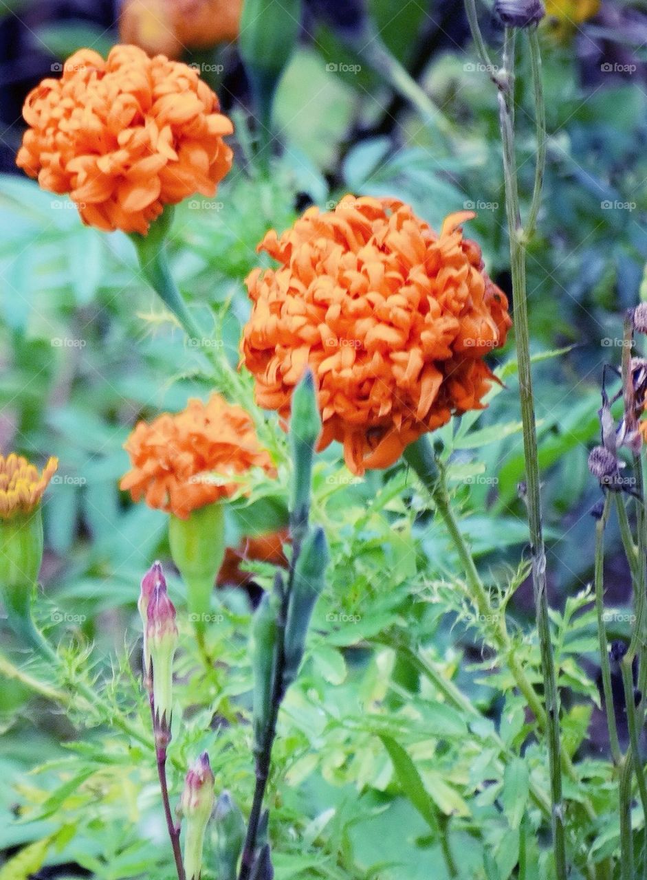Orange Marigolds