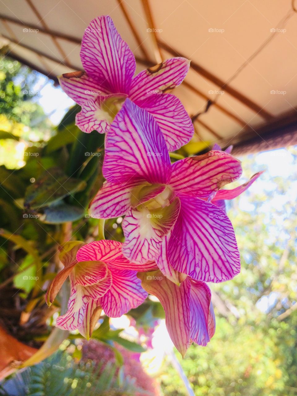 Orchid flower 🌸